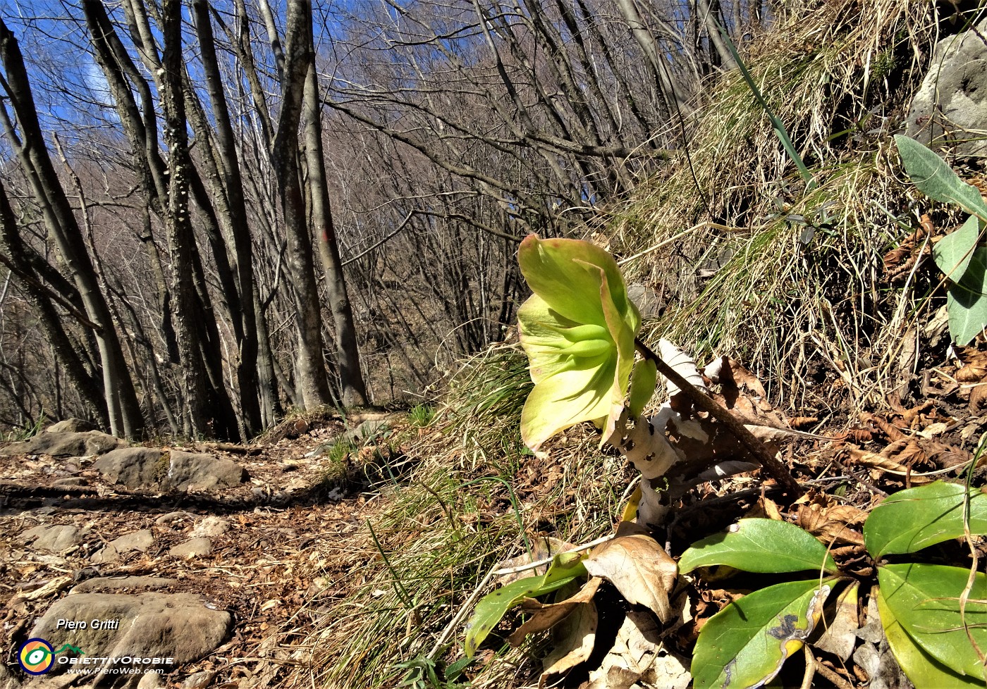 30  Elleboro fecondato, olorato di verde (Helleborus niger).JPG